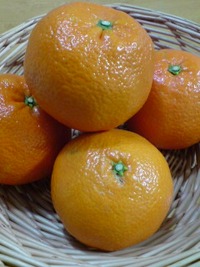 いよかん
