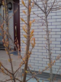 開花近し
